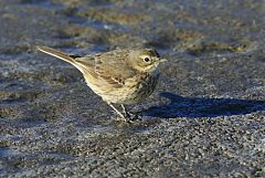 American Pipit